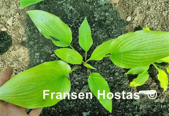 Hosta Dancing Crane